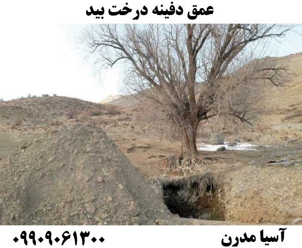 عمق دفینه درخت بید09909061300