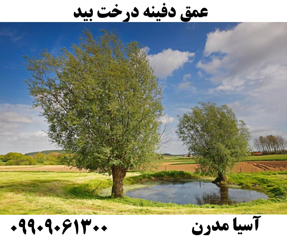 عمق دفینه درخت بید09909061300
