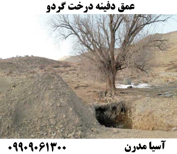 عمق دفینه درخت گردو09909061300