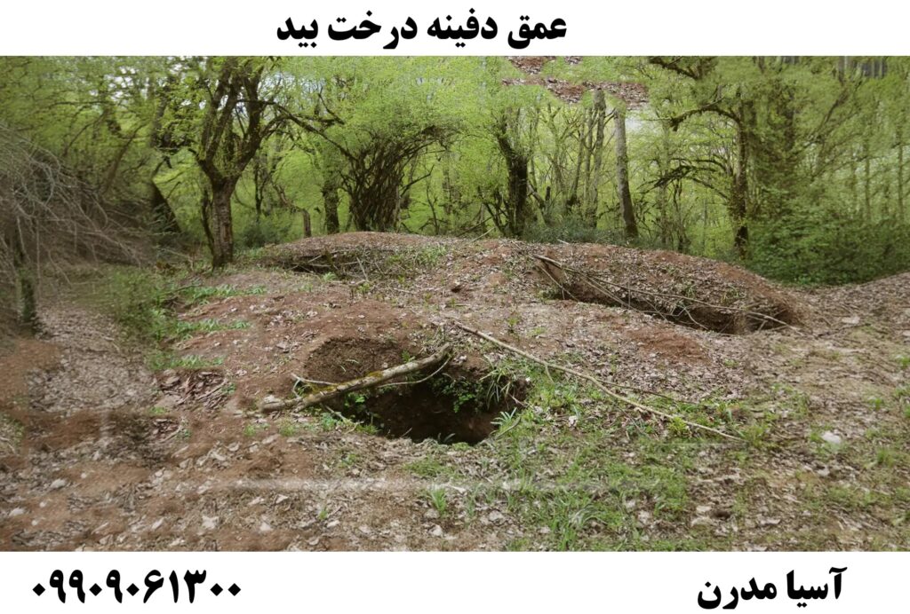 عمق دفینه درخت بید09909061300