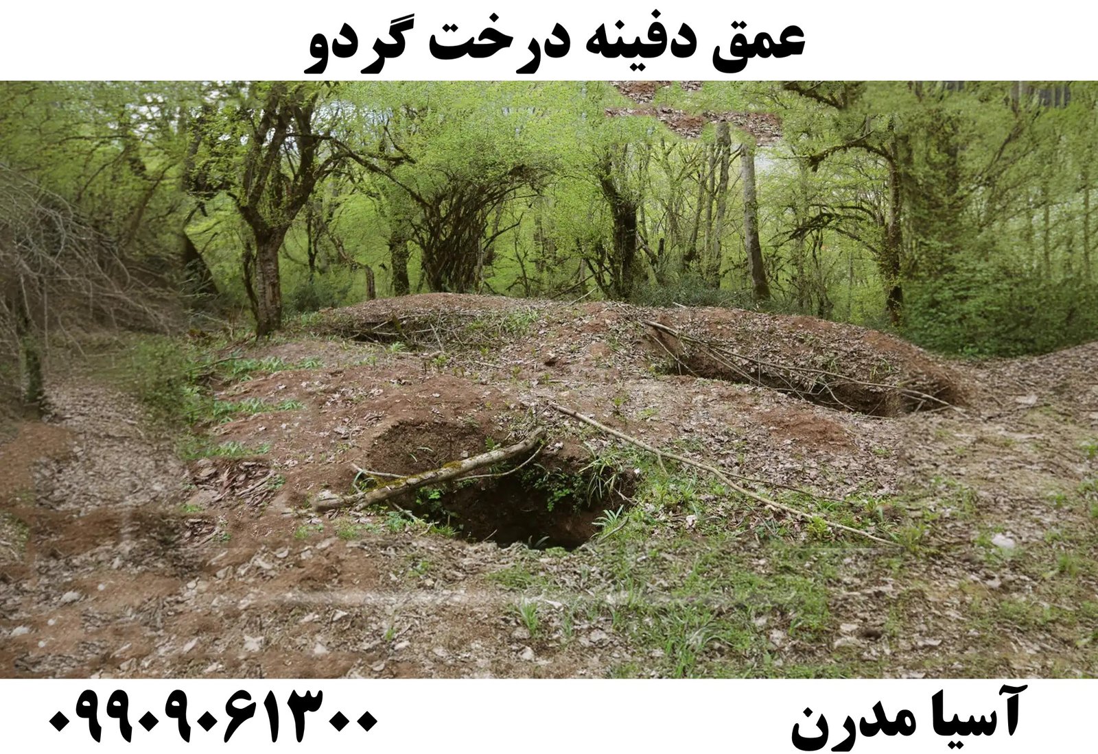 عمق دفینه درخت گردو09909061300