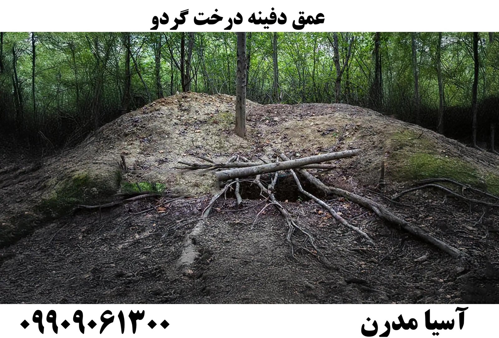 عمق دفینه درخت گردو09909061300