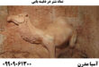 نماد شتر در دفینه یابی